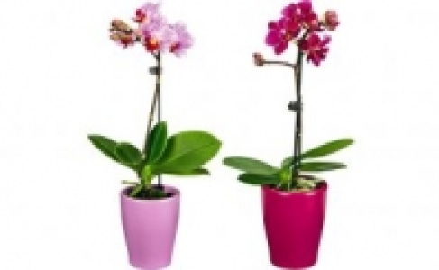 Orchidee 4.99 €