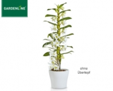 GARDENLINE®Orchidee 5.99 €