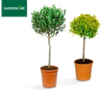 GARDENLINE® Toskana-Stämmchen 14.99 €