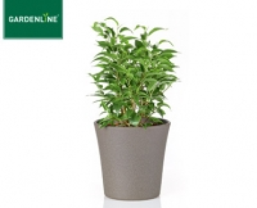 GARDENLINE®Exotische Pflanze 2.29 €