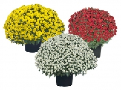 Chrysanthemenbusch 2.99 €