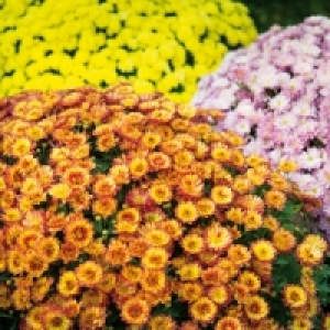 Bauernchrysantheme 2.39 €