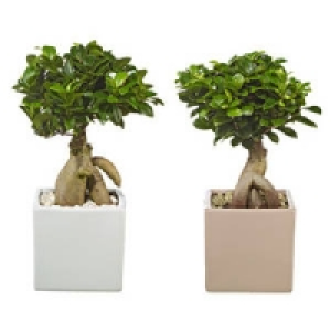 Ginseng Bonsai 11.99 €