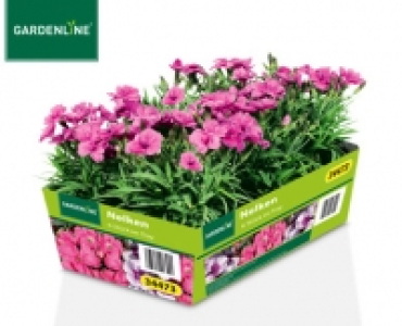 GARDENLINE®Viola, Chrysantheme oder Nelke 1.99 €