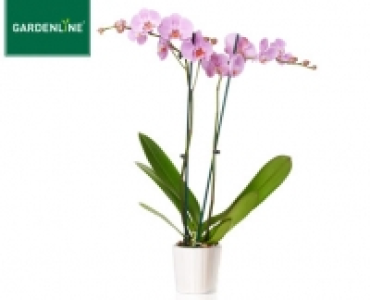 GARDENLINE®Orchidee 5.99 €