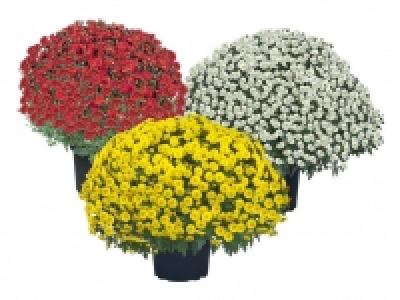 Chrysanthemenbusch 2.99 €