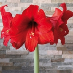 Amaryllis 2.22 €