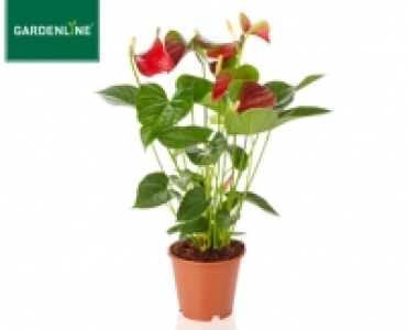 GARDENLINE®Exotische Pflanze 2.99 €