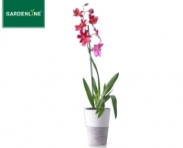 GARDENLINE®Orchidee