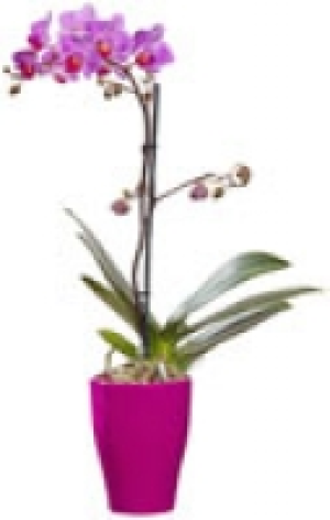 Orchidee 5.99 €