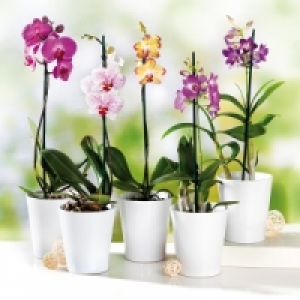 Orchidee 5.99 €