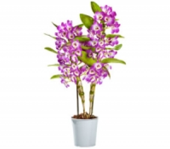 Orchidee 8.99 €