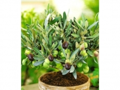 Olive,1 Pflanze Olea europaea Olivenbaum 11.99 €