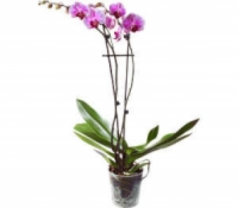 Orchidee 7.99 €