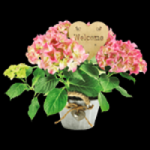 Hortensie 8.99 €