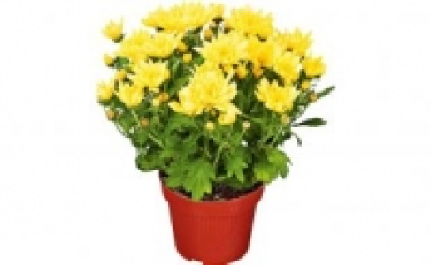 Chrysanthemenbusch 2.99 €