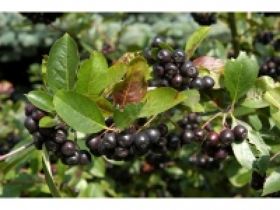 Apfelbeere Aronia Nero 0.99 €