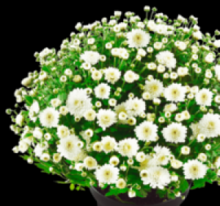 Chrysanthemenbusch 3.33 €