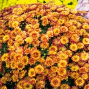 Bauernchrysantheme 2.39 €