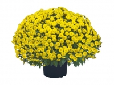 Chrysanthemenbusch 0.49 €