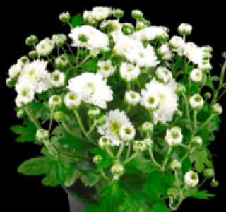 Bauernchrysantheme 1.49 €