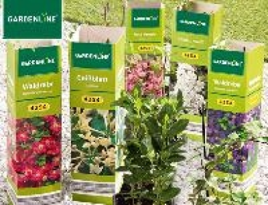 Aldi Süd Gardenline Zierstrauch oder