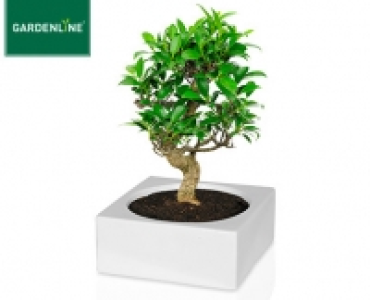 GARDENLINE®Bonsai in der Schale