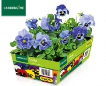 GARDENLINE®Viola, Chrysantheme oder Nelke