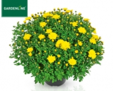 GARDENLINE®Bauernchrysantheme