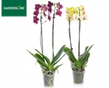 GARDENLINE®Orchidee 5.99 €