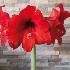 Amaryllis 2.49 €