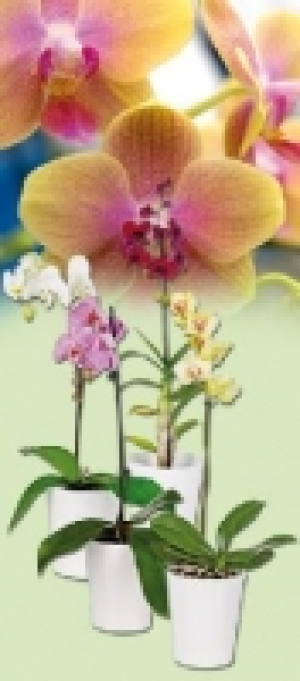 Orchidee 5.99 €