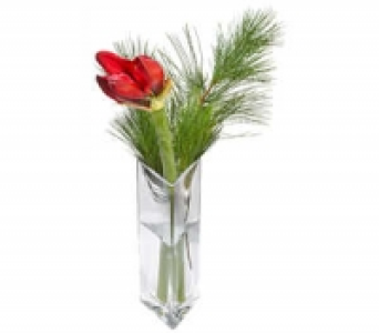 Amaryllis 1.99 €