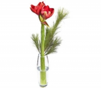 Amaryllis 2.99 €