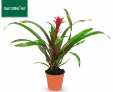 GARDENLINE®Exotische Pflanze 2.99 €