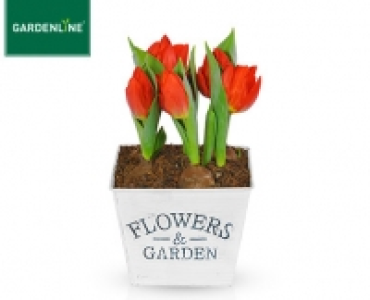 GARDENLINE®Blumenzwiebeln im Korb 2.99 €