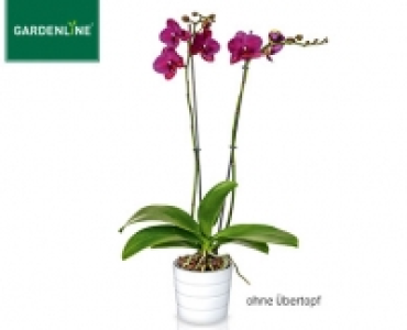 GARDENLINE®Orchidee 5.99 €