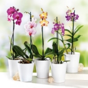 Orchidee 5.99 €