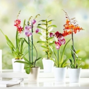 Orchidee 6.99 €