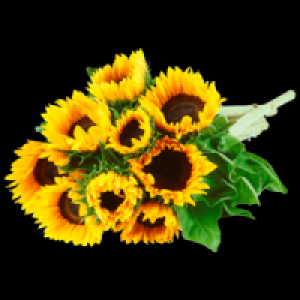 Sonnenblumen 2.49 €