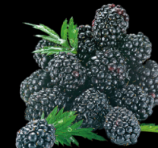 Brombeeren 1.39 €