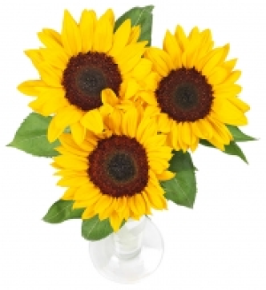 Sonnenblumen 1.99 €