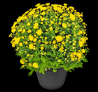 Chrysanthemenbusch 3.33 €