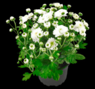 Bauernchrysantheme 1.49 €