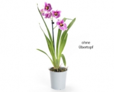 GARDENLINE®Orchidee 5.99 €