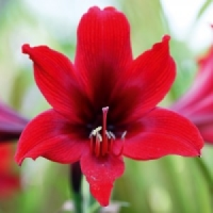 Amaryllis 2.49 €