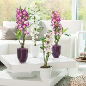 Dendrobium nobile 6.99 €