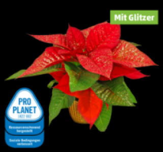 Mini-Weihnachtsstern 1.49 €