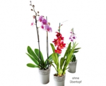 GARDENLINE®Orchidee 5.99 €