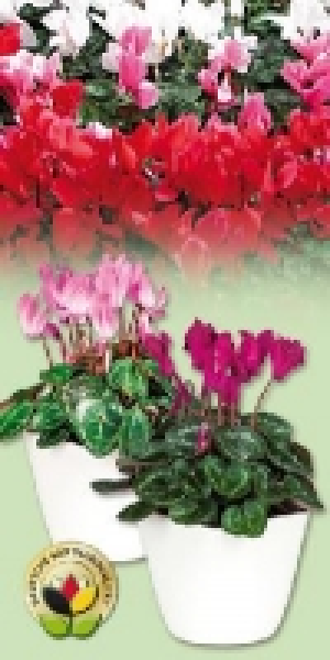 Gartenalpenveilchen 1.79 €